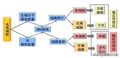 被輻射過的人